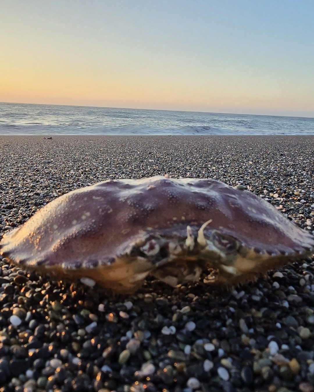 Dungeness crab (Metacarcinus magister) on the beach at sunset