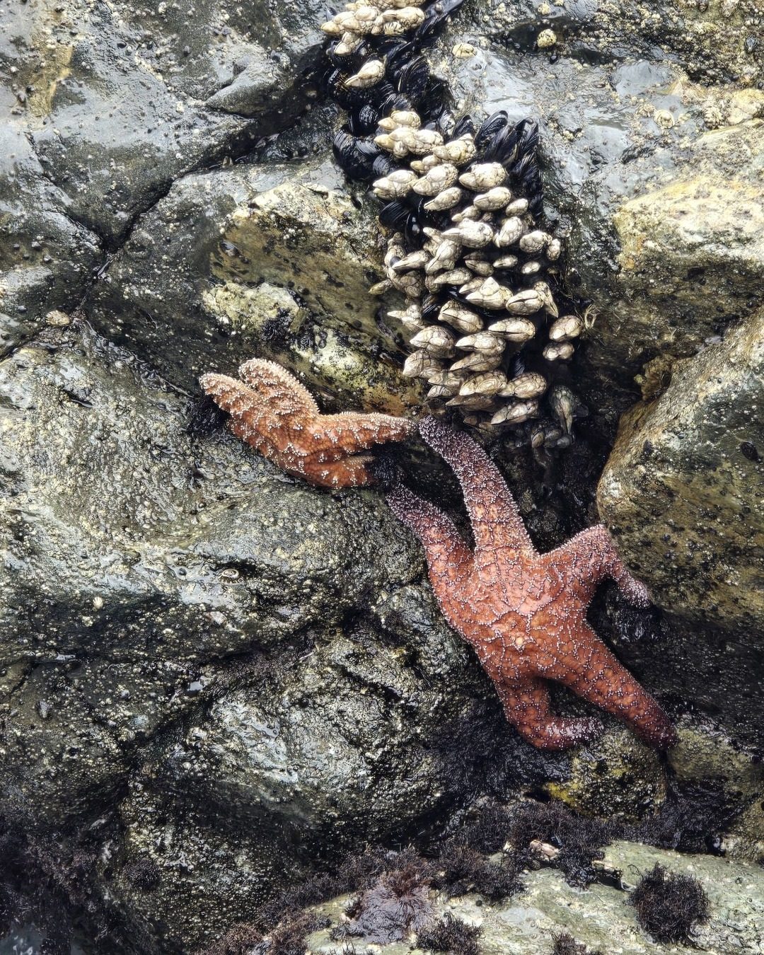 Ochre sea stars (Pisaster ochraceus) in a tide pool